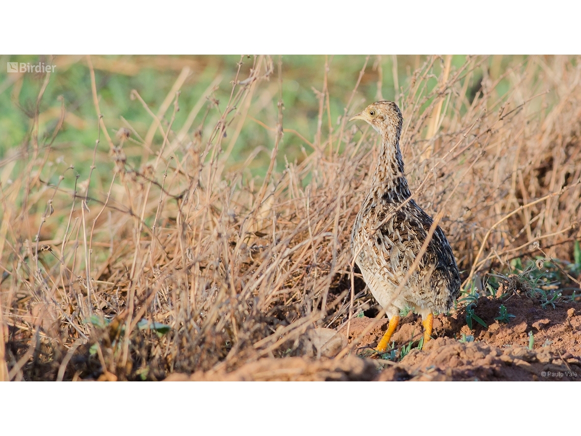 Nothura maculosa