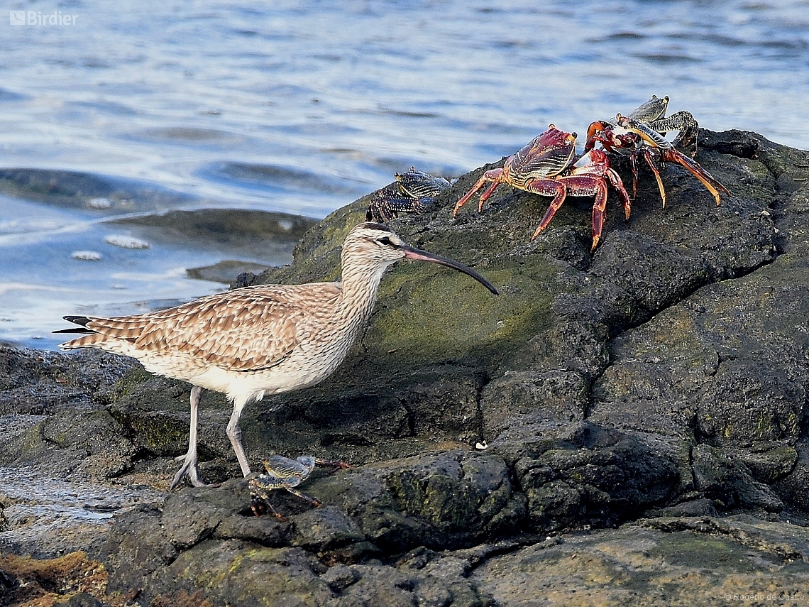 Numenius hudsonicus