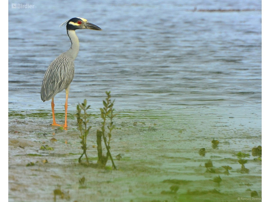 Nyctanassa violacea