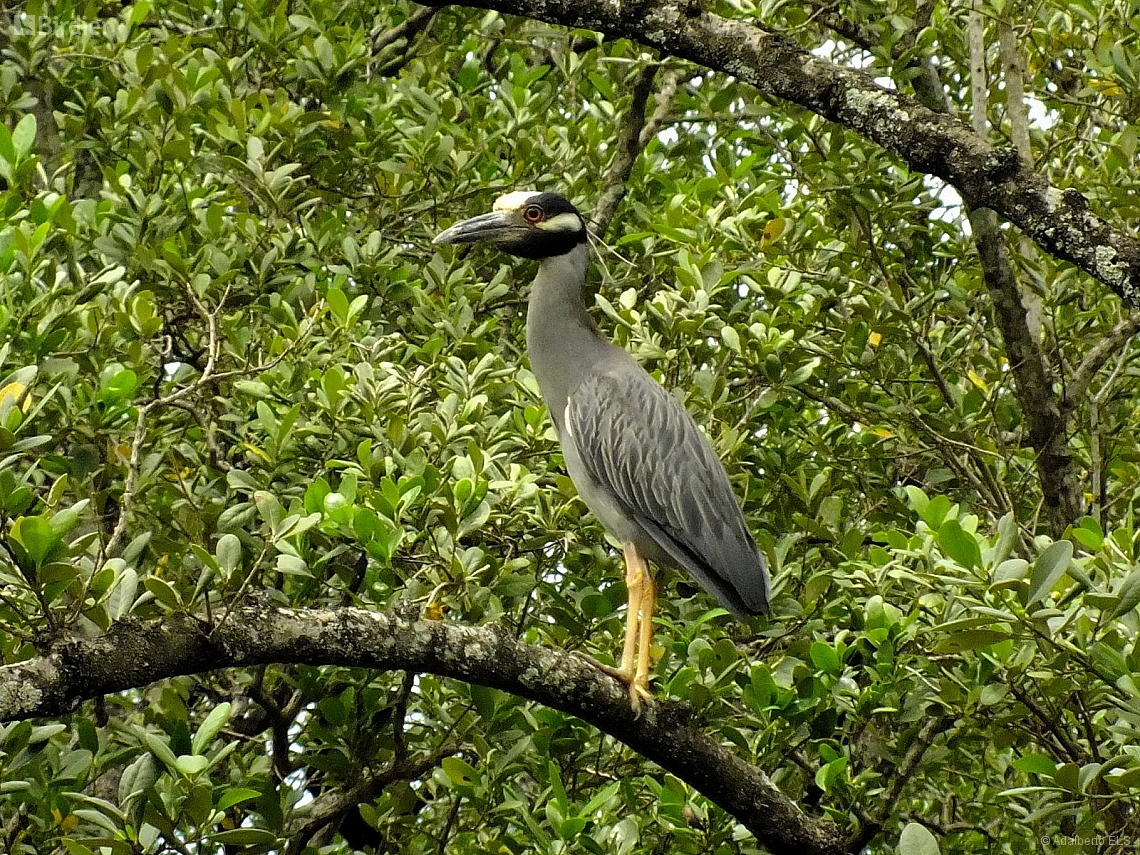 Nyctanassa violacea