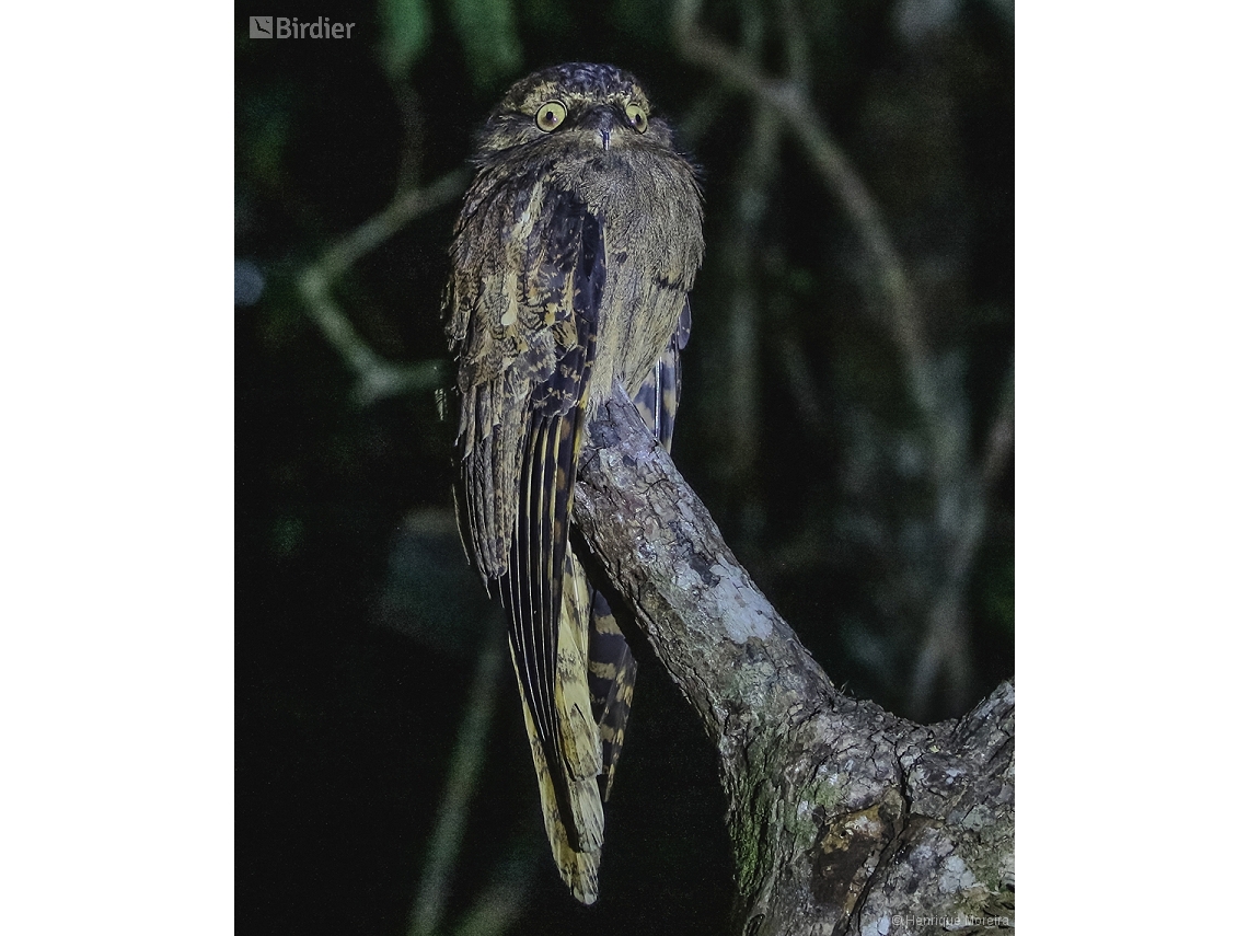 Nyctibius aethereus