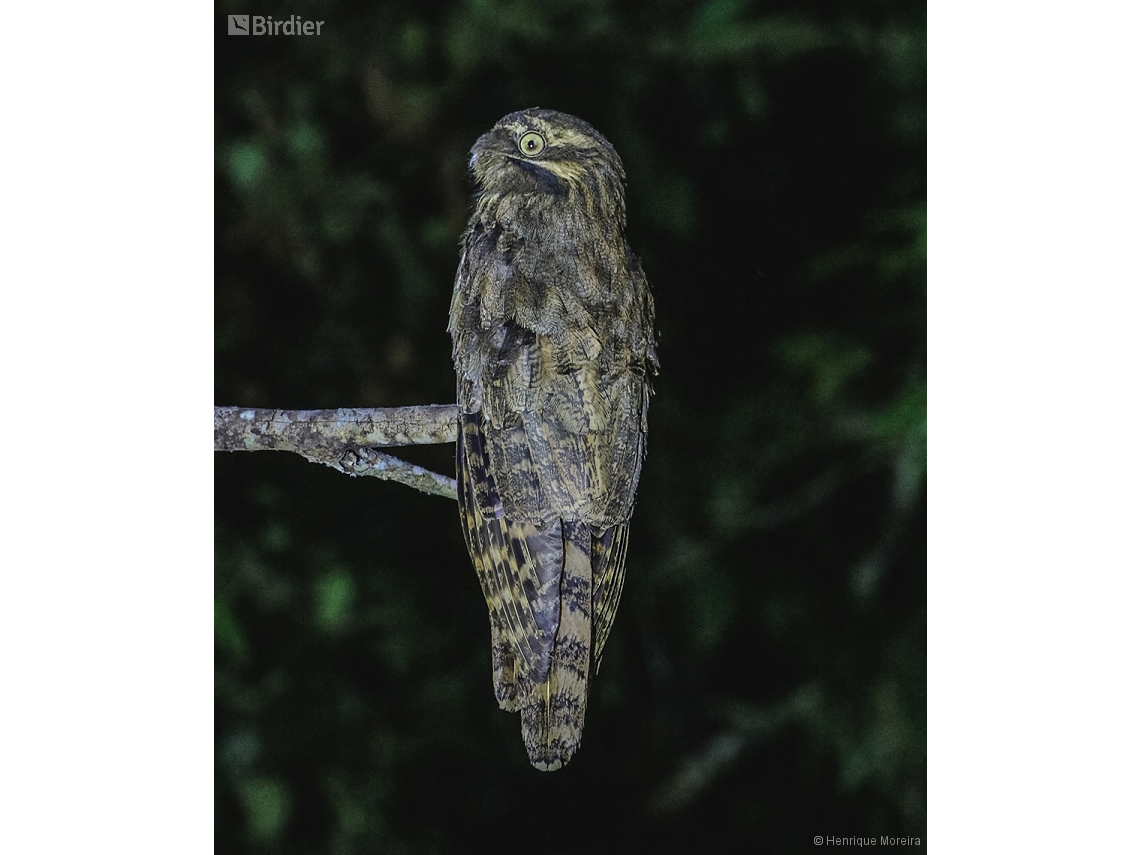 Nyctibius aethereus
