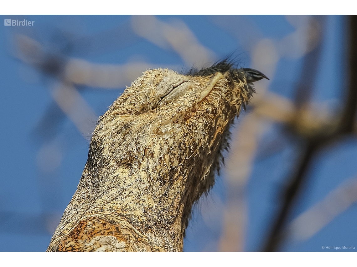 Nyctibius grandis