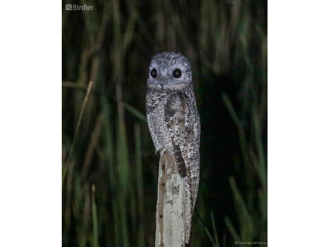 Nyctibius grandis