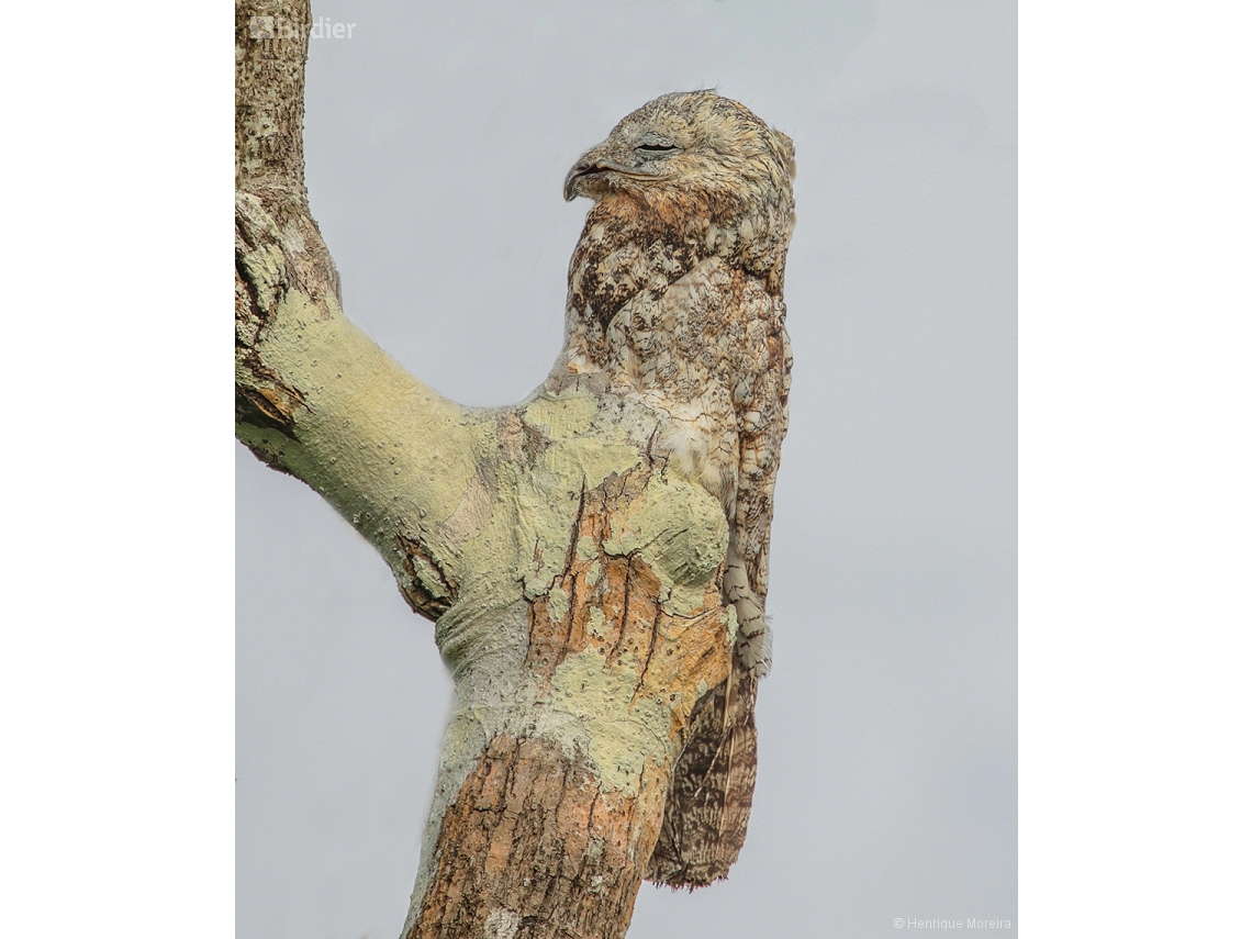Nyctibius grandis