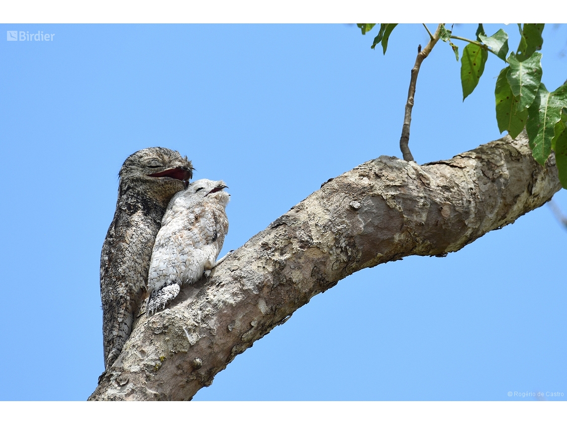 Nyctibius grandis