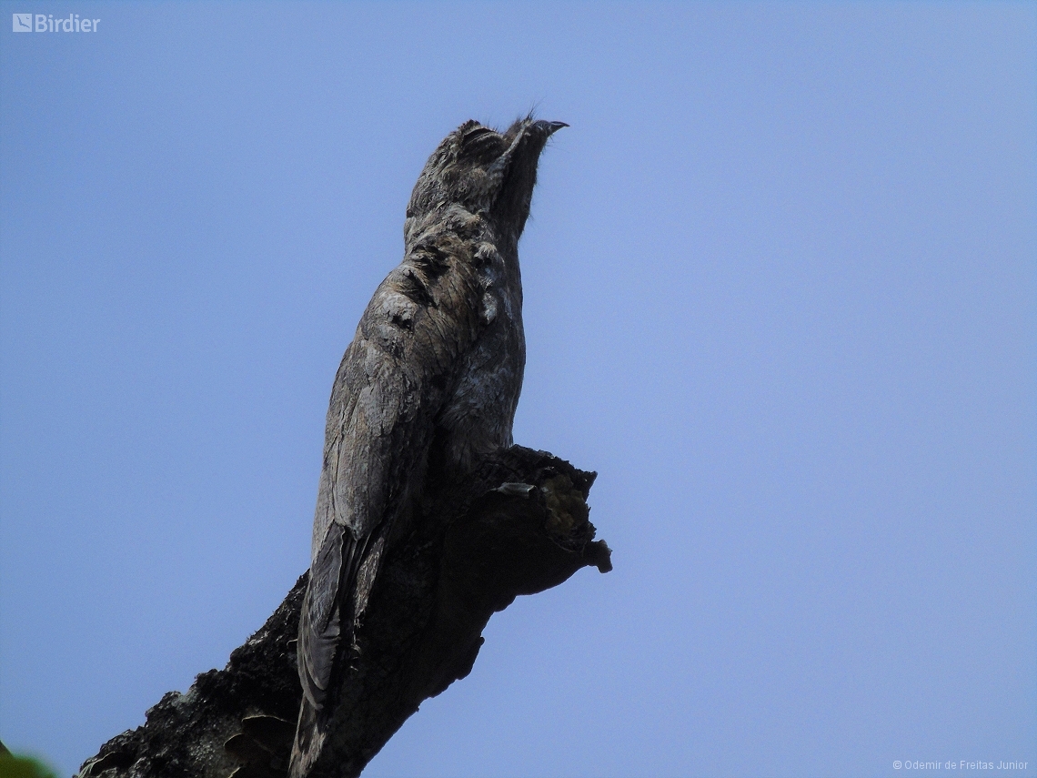 Nyctibius griseus