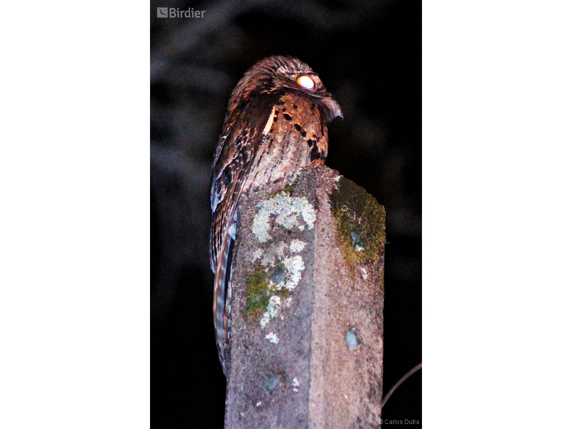 Nyctibius griseus