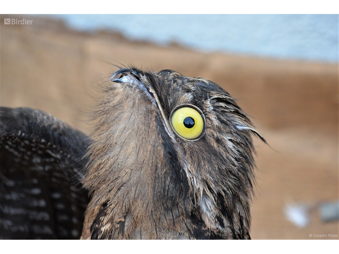 Nyctibius griseus
