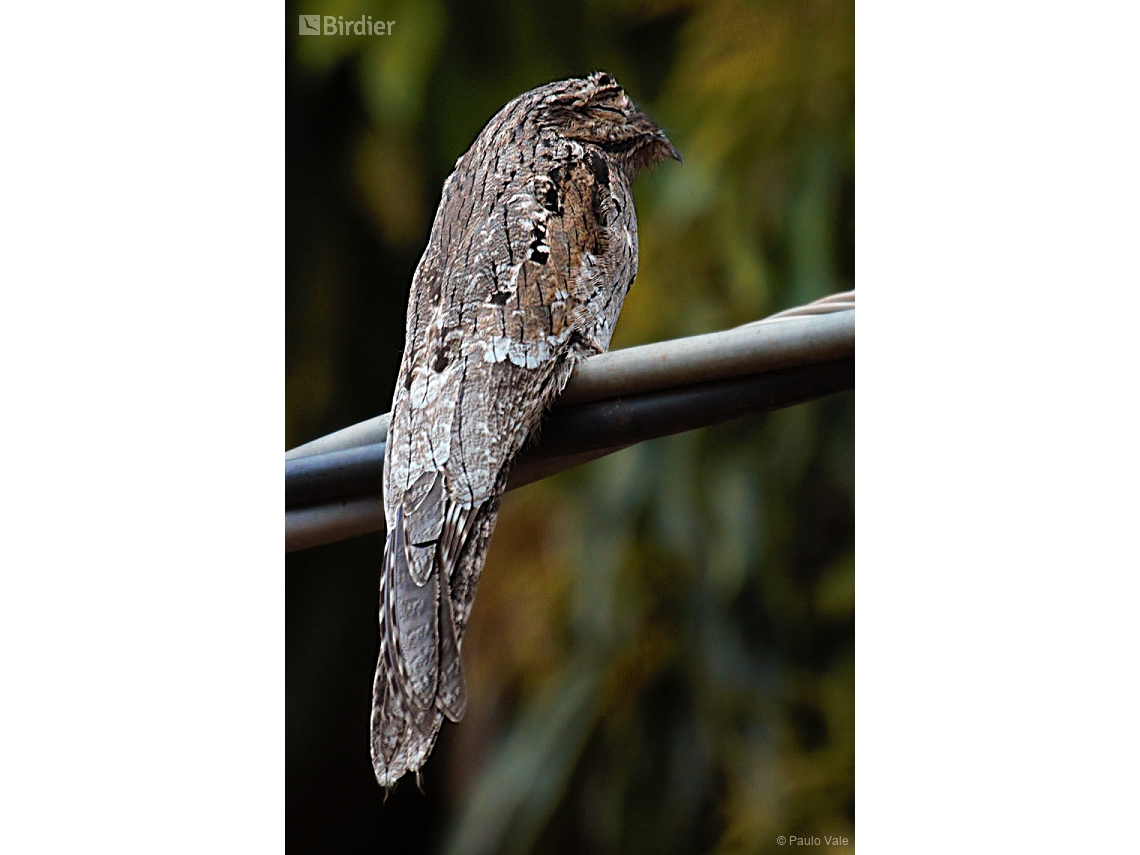 Nyctibius griseus