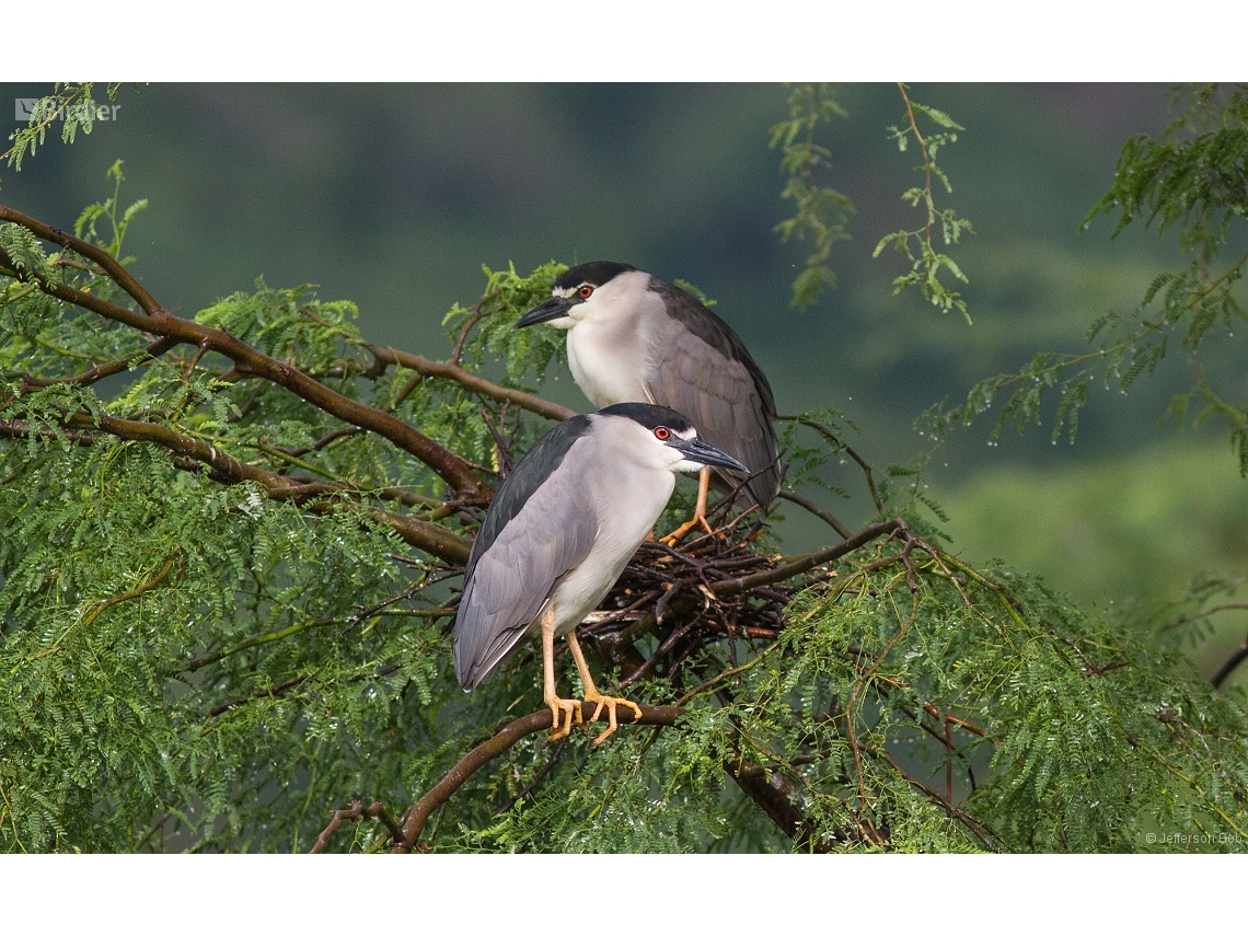 Nycticorax nycticorax