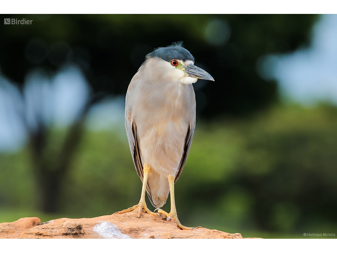 Nycticorax nycticorax