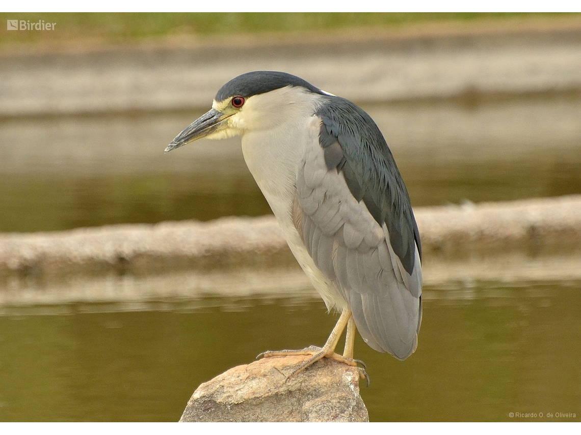 Nycticorax nycticorax