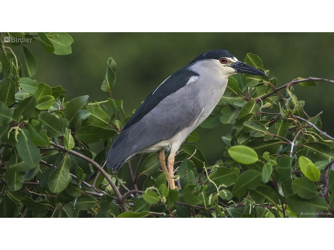 Nycticorax nycticorax