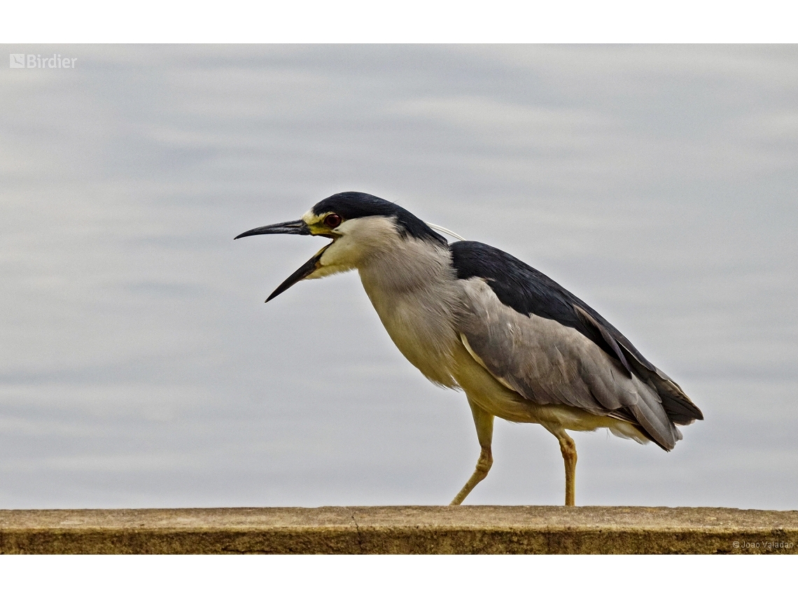 Nycticorax nycticorax