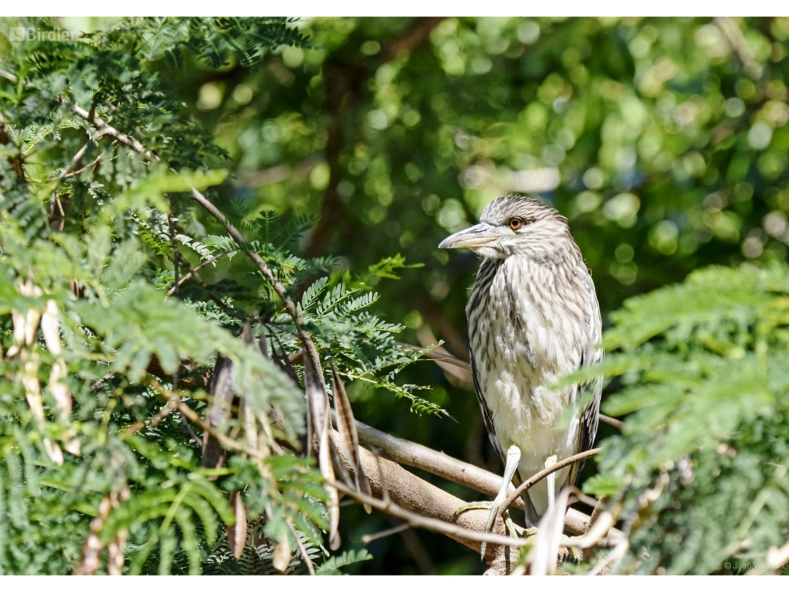Nycticorax nycticorax