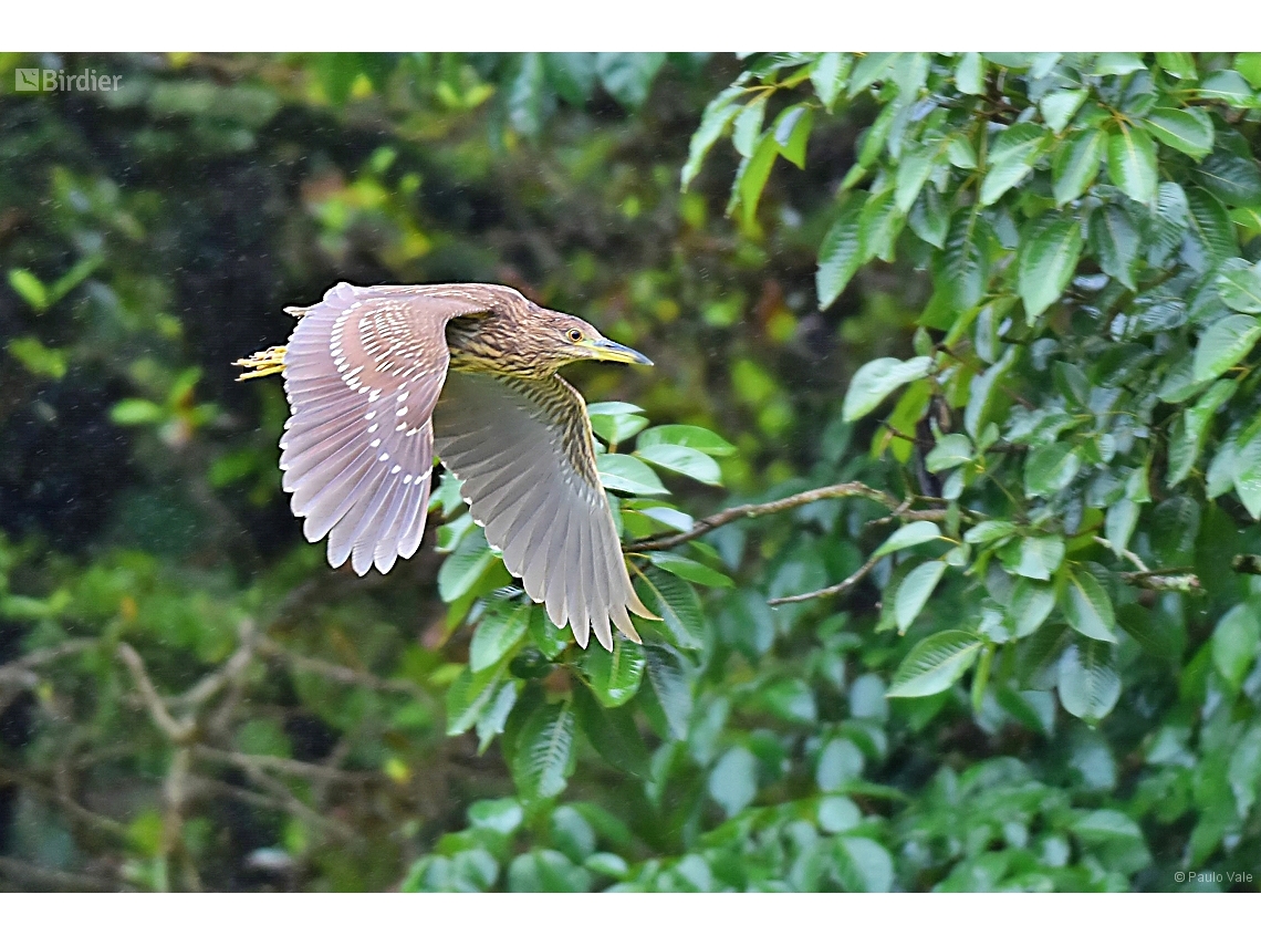 Nycticorax nycticorax