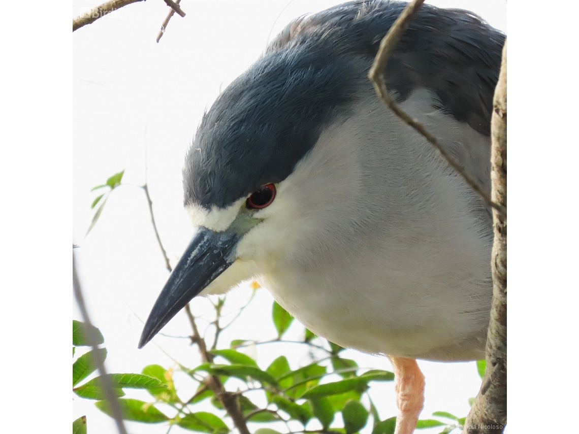 Nycticorax nycticorax