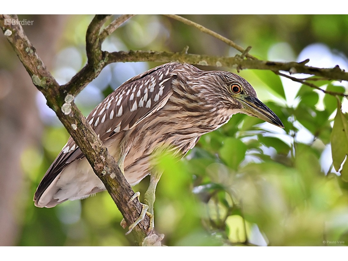 Nycticorax nycticorax