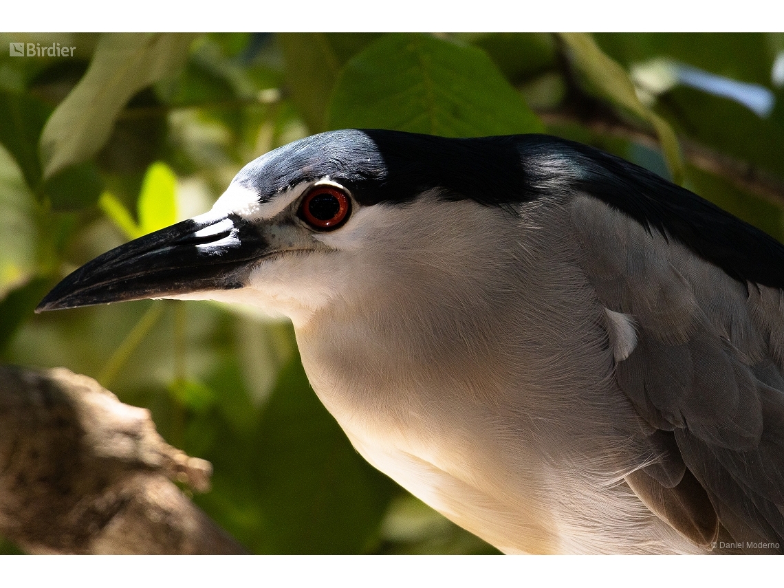 Nycticorax nycticorax