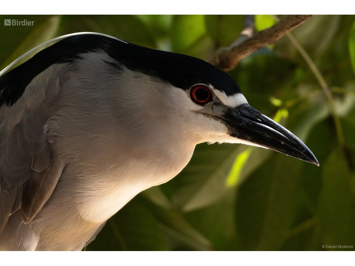Nycticorax nycticorax