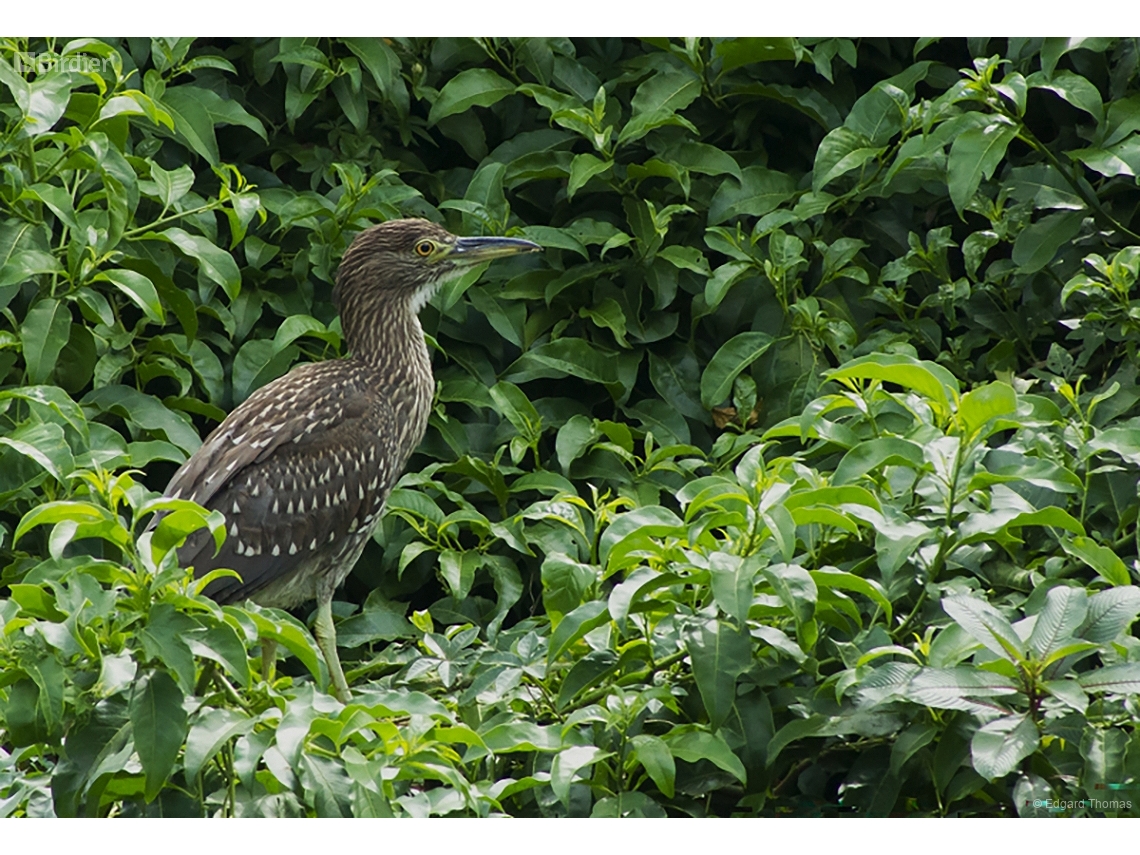 Nycticorax nycticorax