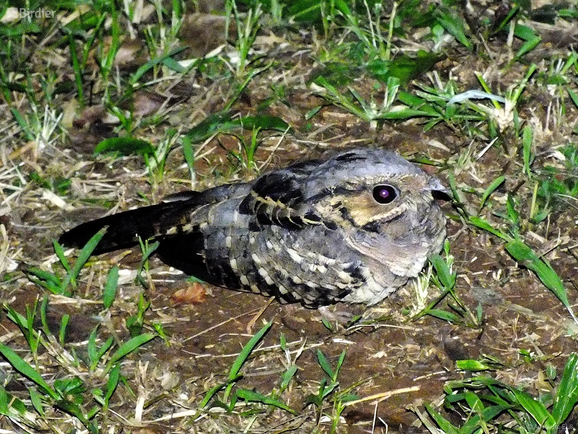 Nyctidromus albicollis