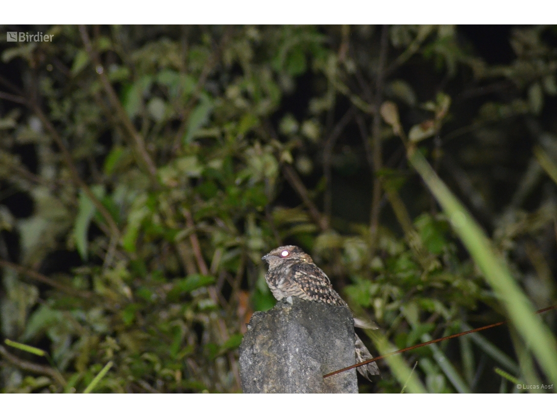 Nyctidromus albicollis