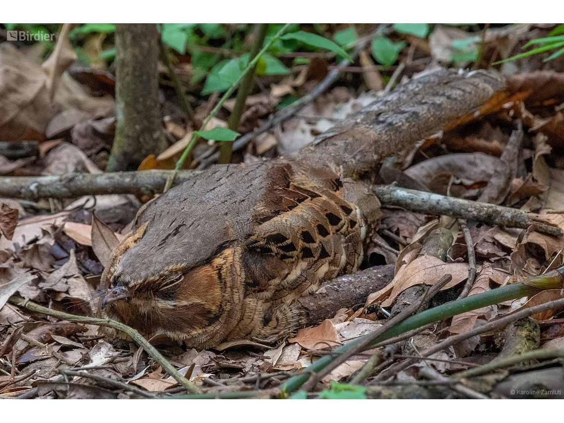 Nyctidromus albicollis