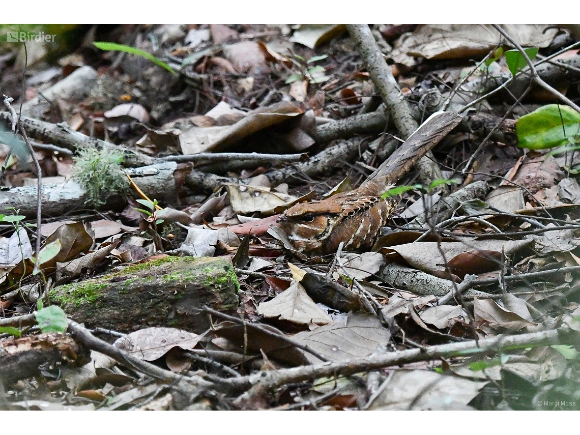Nyctidromus albicollis