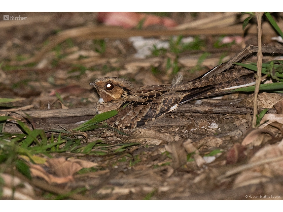 Nyctidromus albicollis