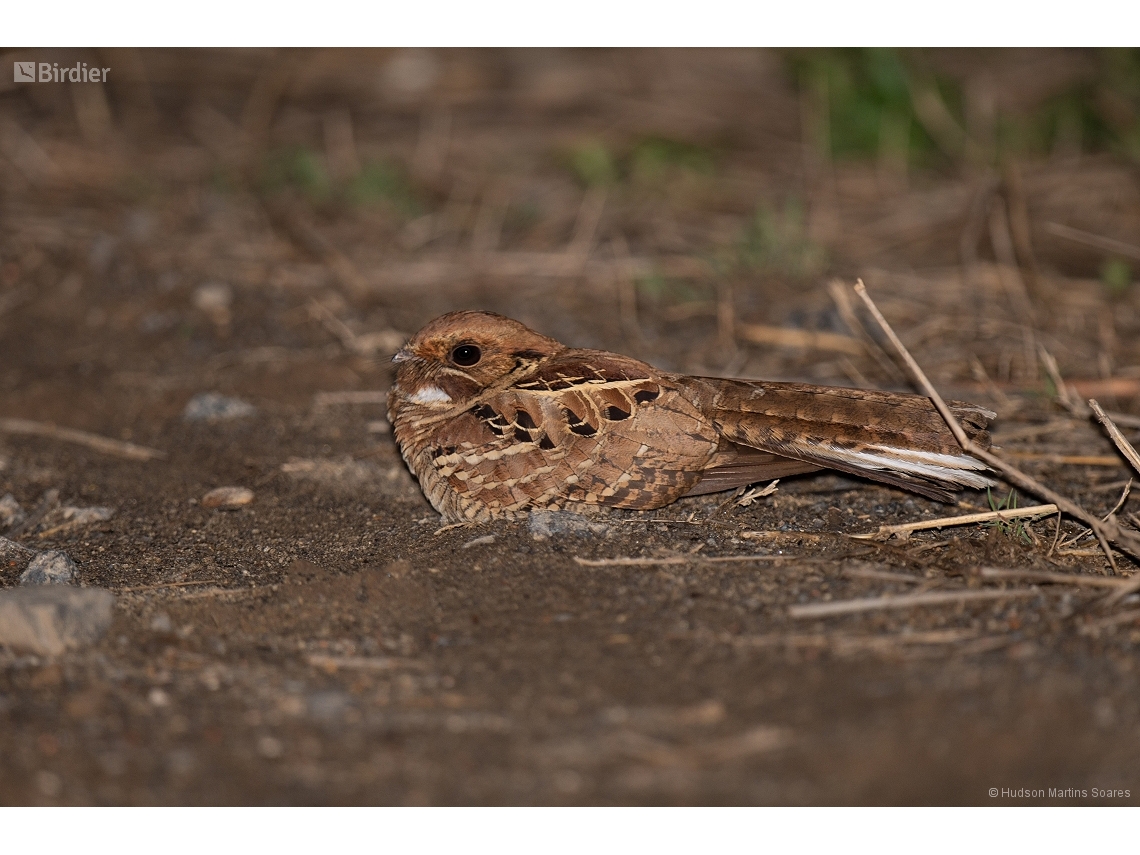 Nyctidromus albicollis