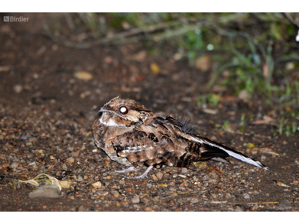 Nyctidromus albicollis
