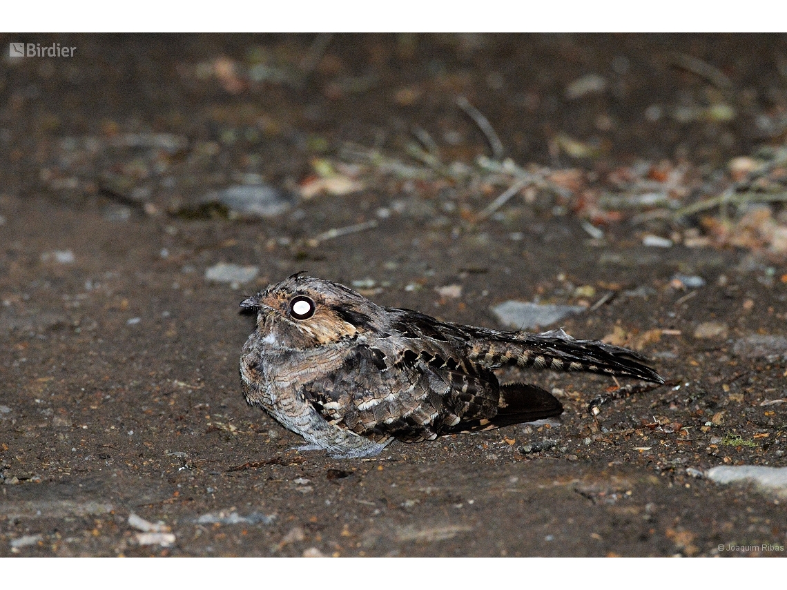 Nyctidromus albicollis