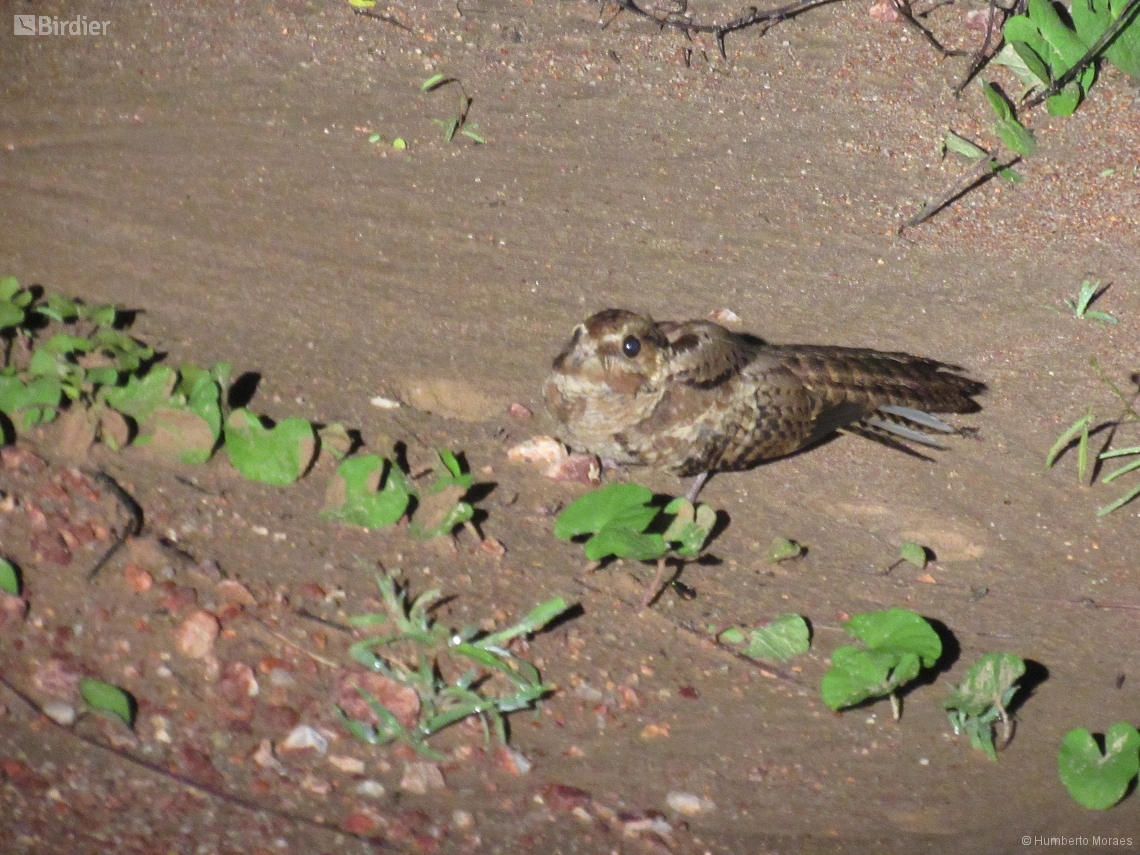Nyctidromus albicollis