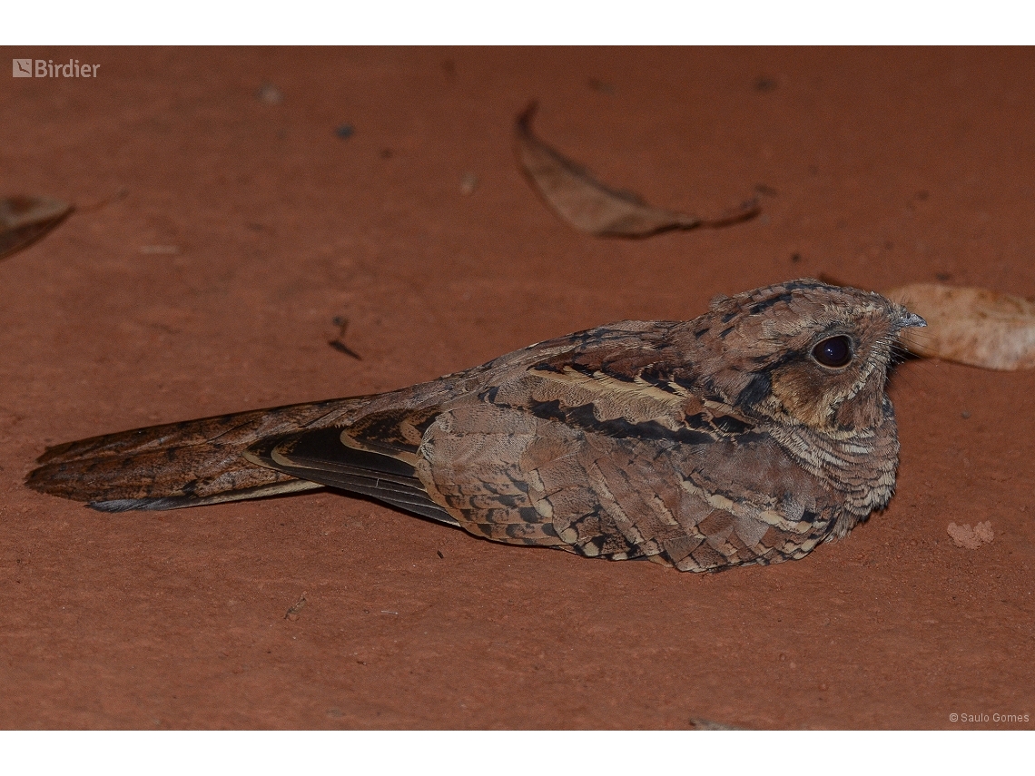 Nyctidromus albicollis