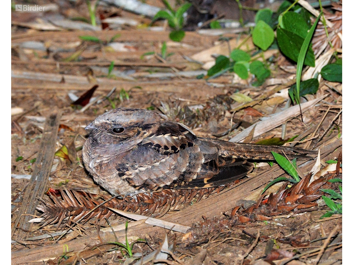 Nyctidromus albicollis