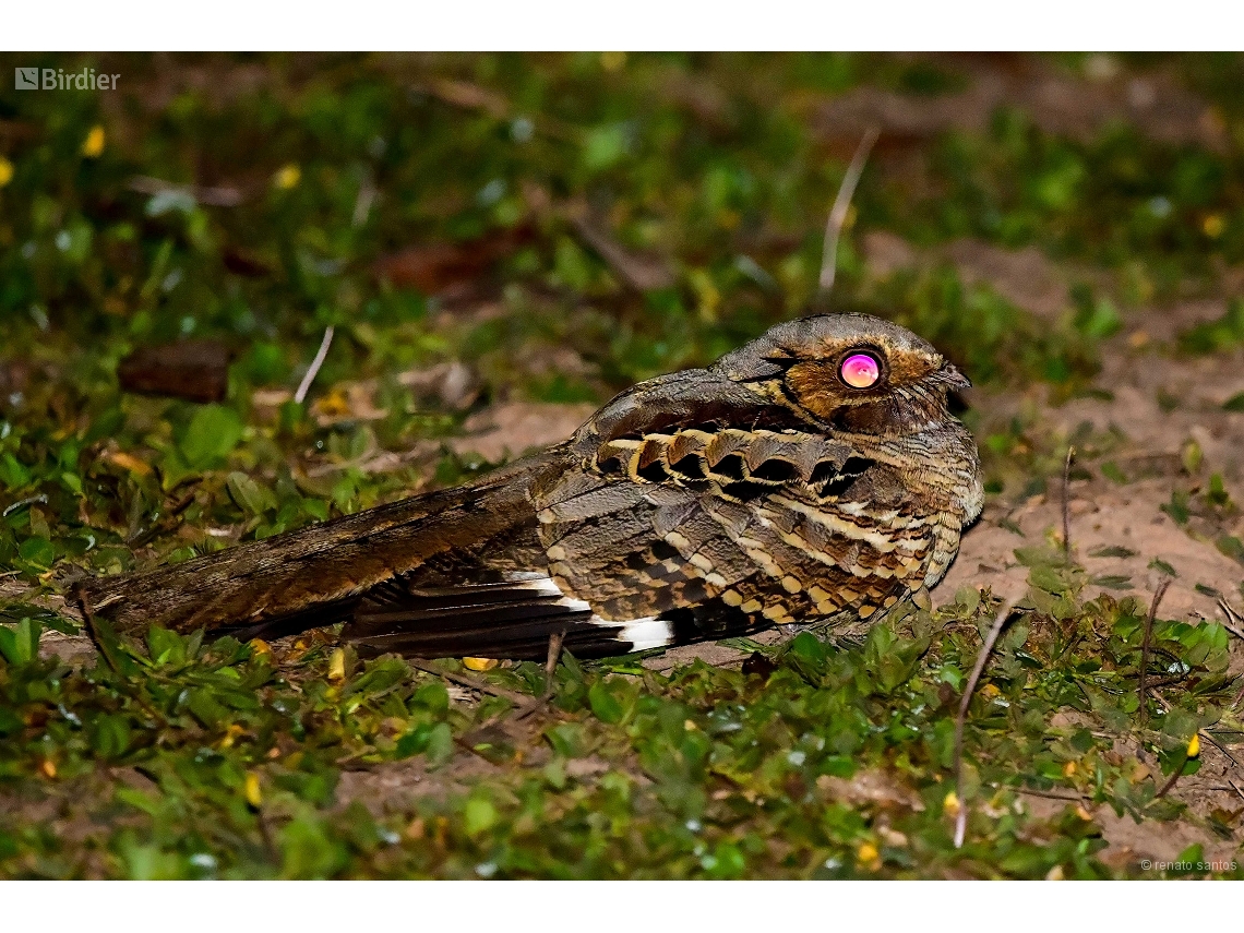 Nyctidromus albicollis