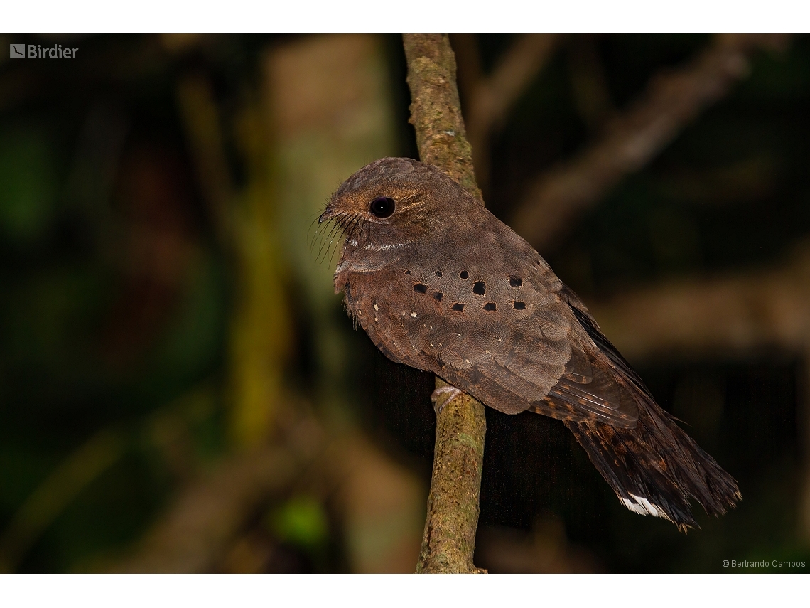 Nyctiphrynus ocellatus