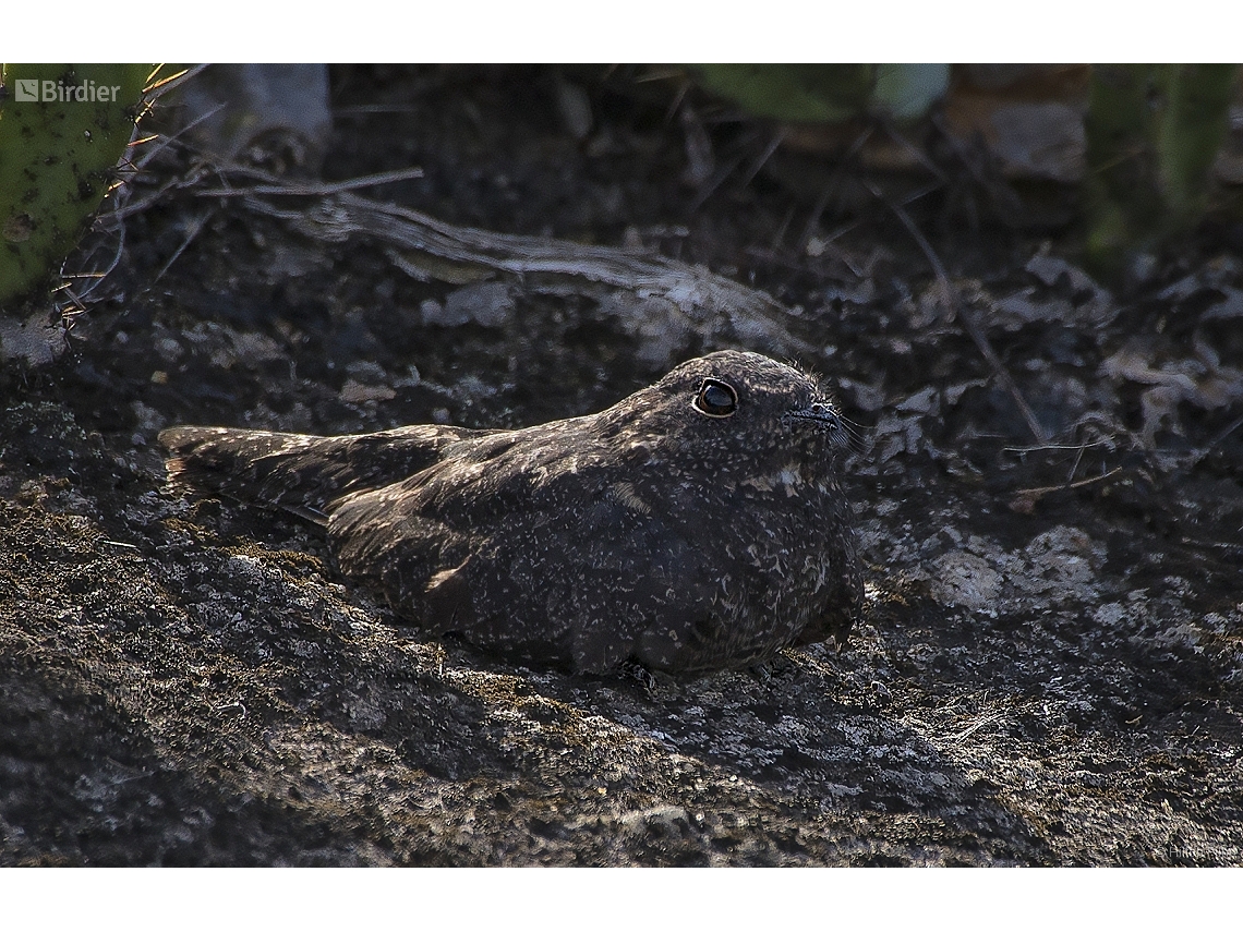 Nyctipolus hirundinaceus