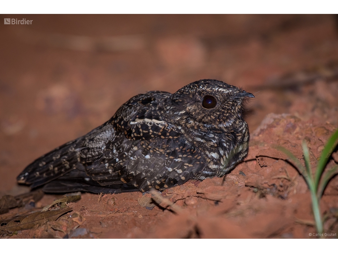 Nyctipolus nigrescens