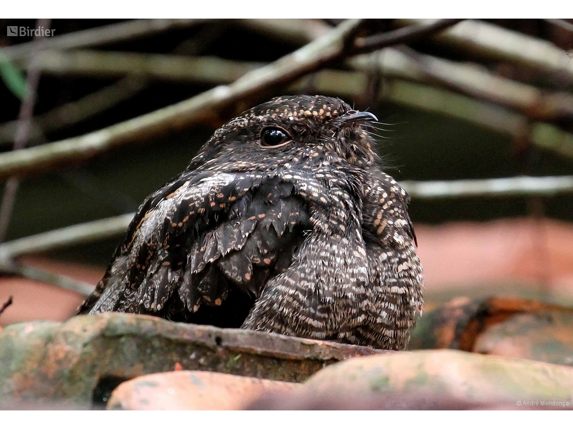 Nyctipolus nigrescens