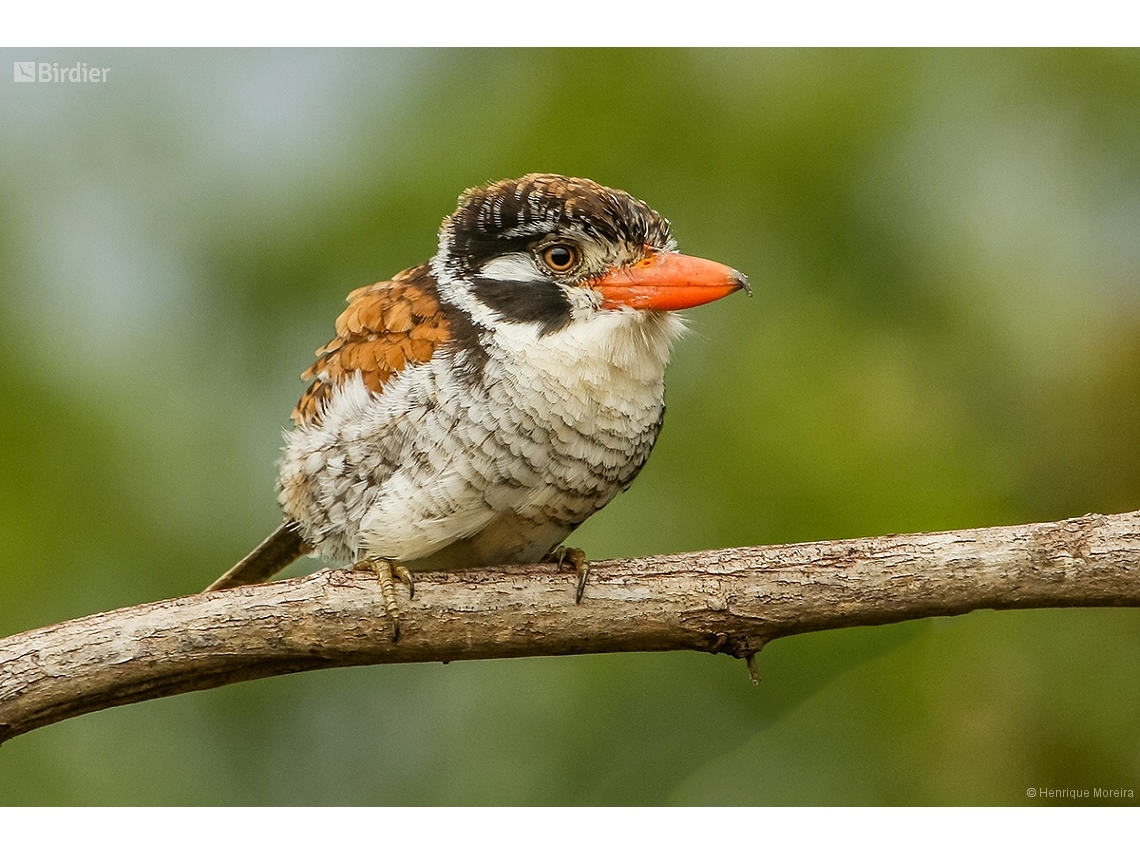 Nystalus chacuru