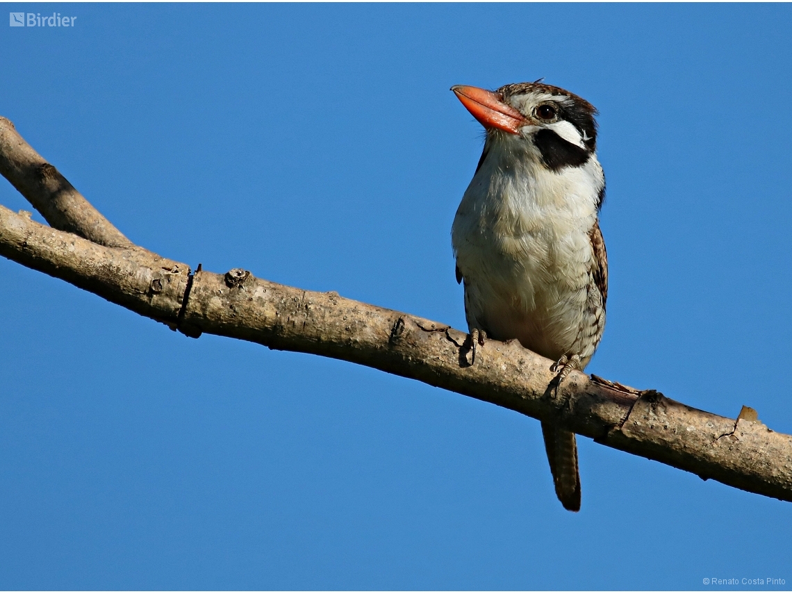 Nystalus chacuru