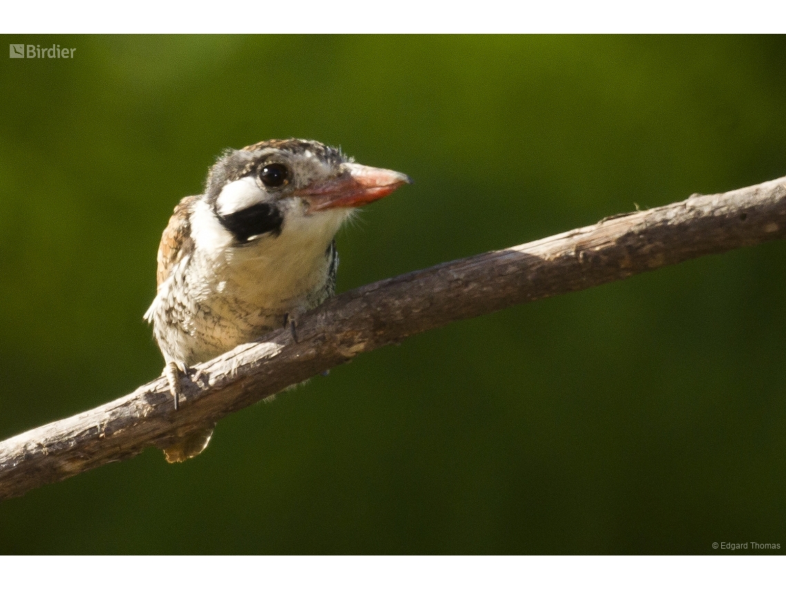 Nystalus chacuru