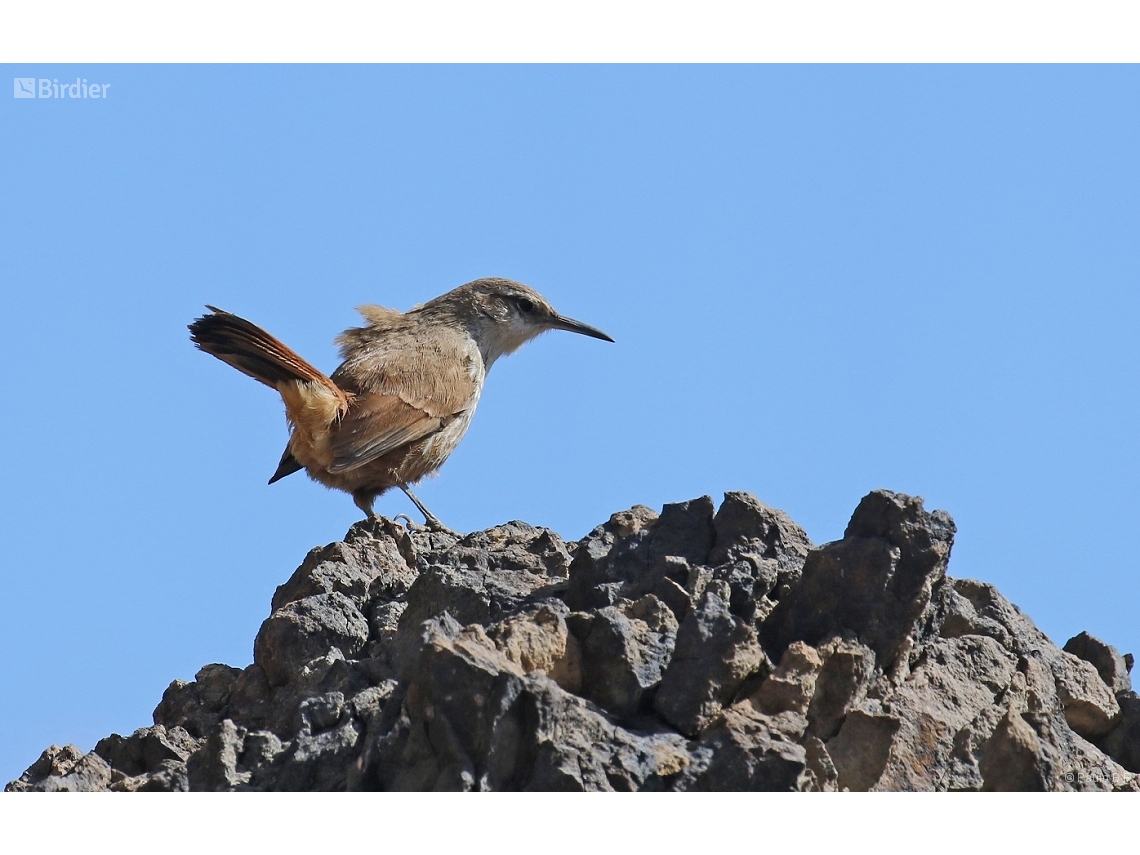 Ochetorhynchus ruficaudus