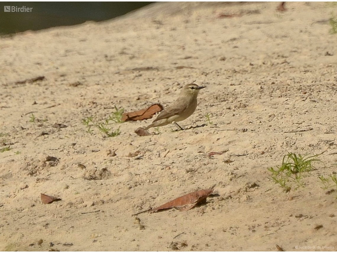 Ochthornis littoralis