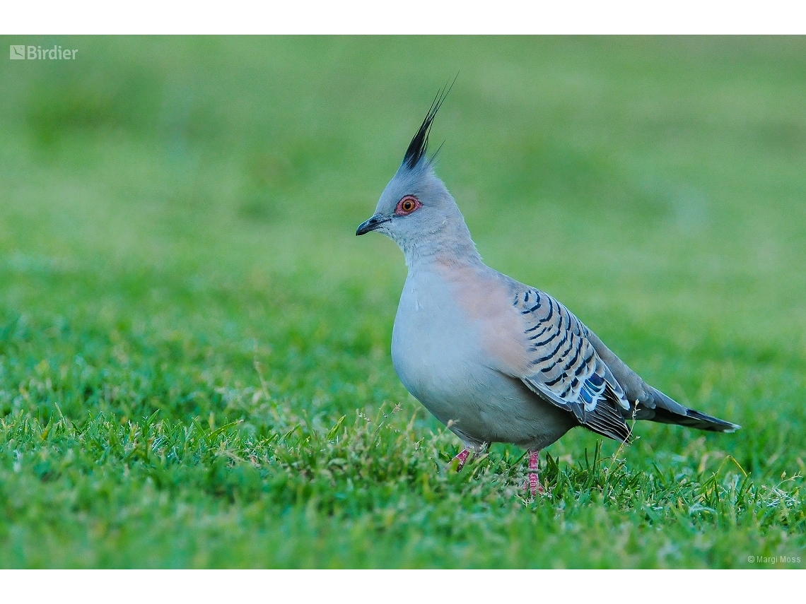Ocyphaps lophotes