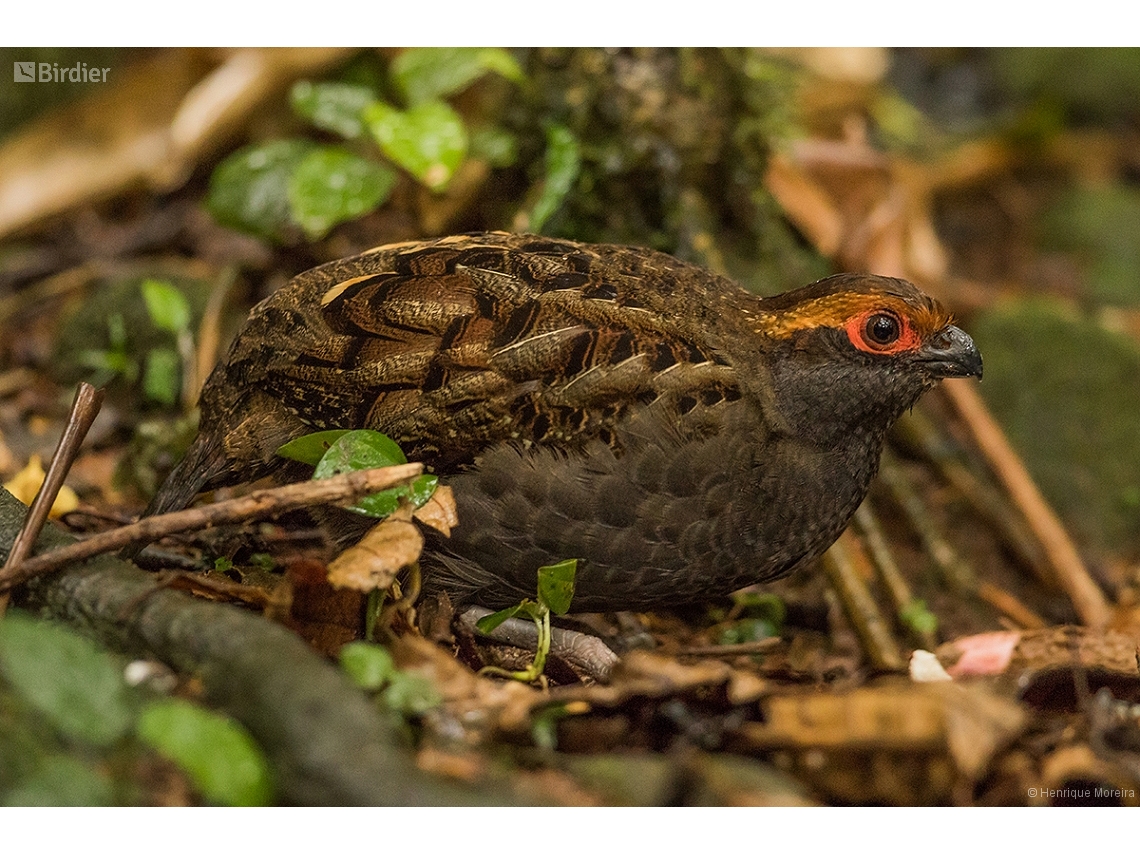 Odontophorus capueira