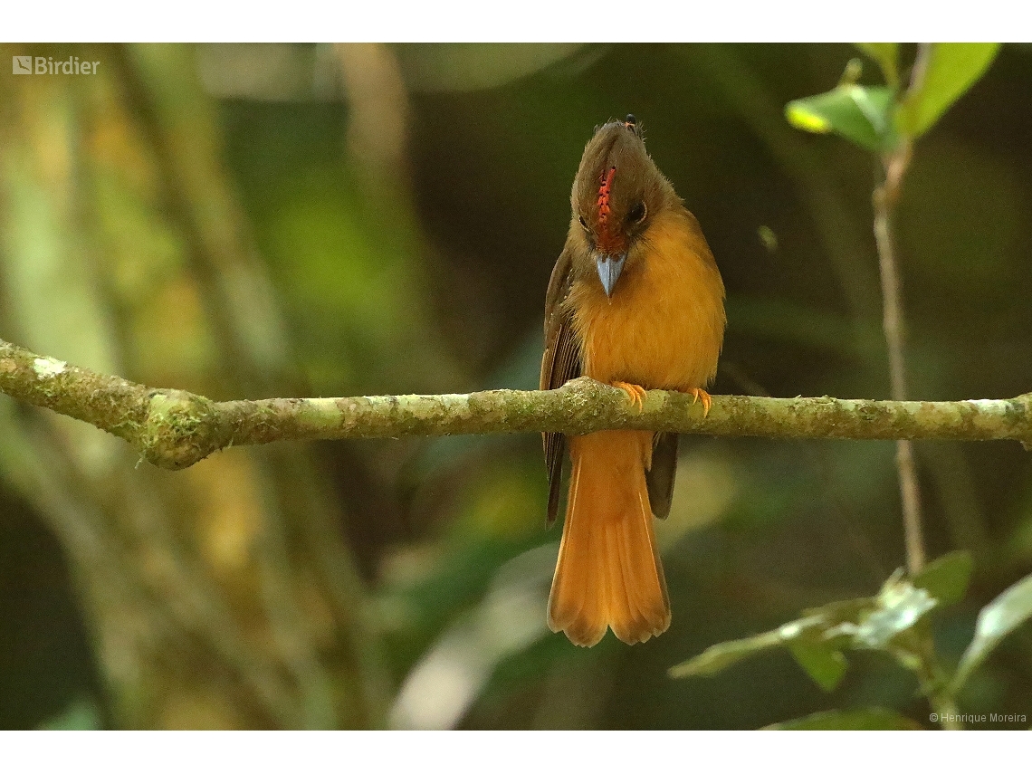 Onychorhynchus swainsoni